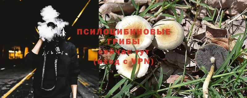 даркнет сайт  Льгов  Псилоцибиновые грибы Psilocybe 